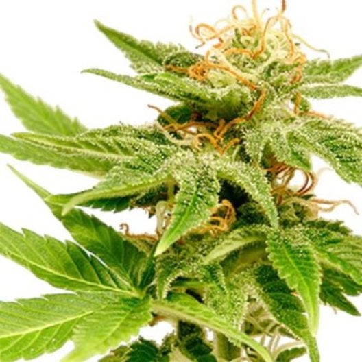 Forbidden Fruit Auto