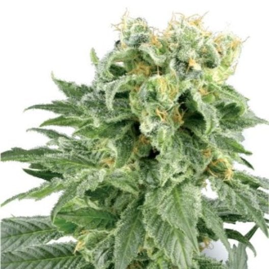 Old School OG Auto