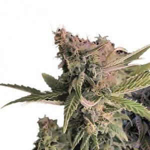 Moby Dick Auto
