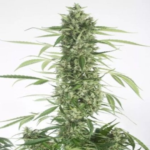 Platinum GSC Auto