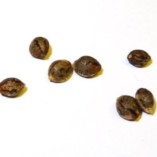 Strawberry Haze Seeds - Image 3