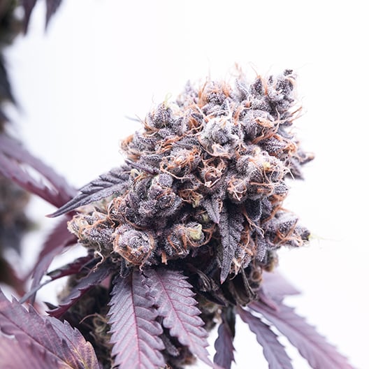 Purple Gorilla Auto