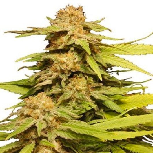 Phantom Cookies Auto
