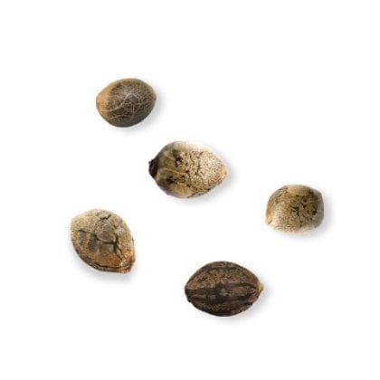 Pine Tar Kush Auto - Image 3