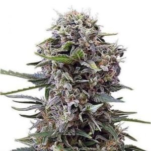 Blueberry Cheesecake Auto