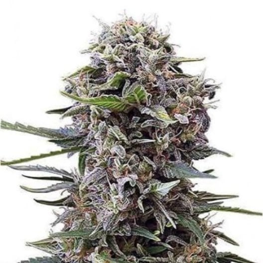 Blueberry Cheesecake Auto