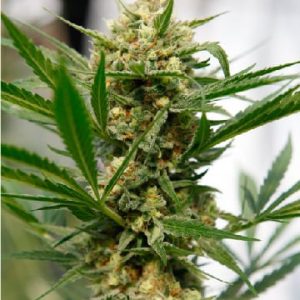 Avidekel CBD