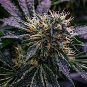Harle-Tsu CBD