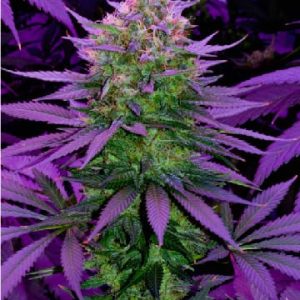 Royal Highness CBD
