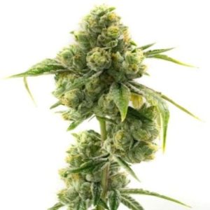 Love Potion #1 Auto