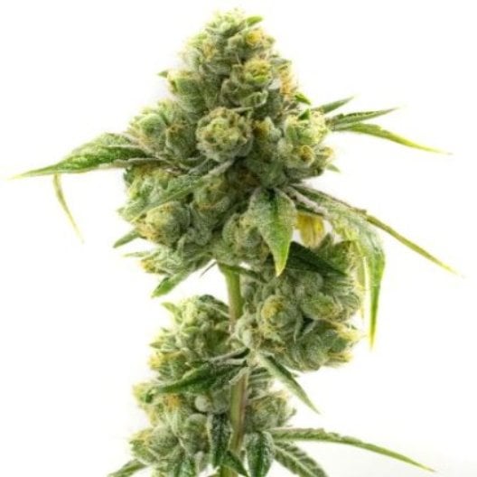 Love Potion #1 Auto
