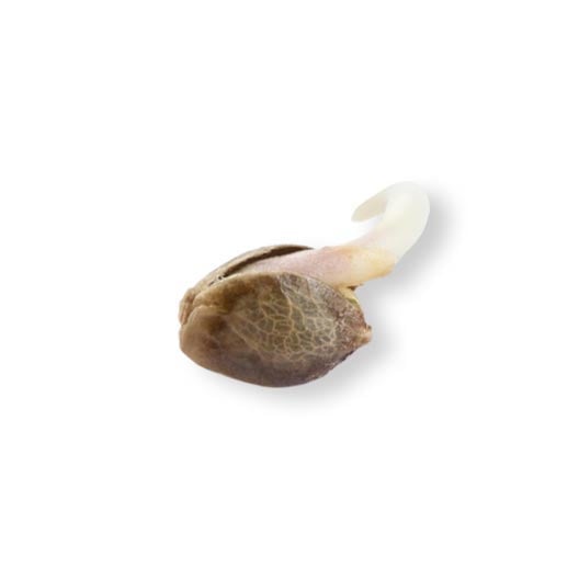 Mimosa Seeds - Image 2