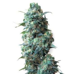 Blueberry Space Cake Seeds
