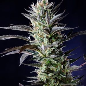 707 Headband