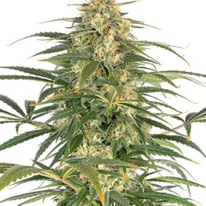 Afghani Kush