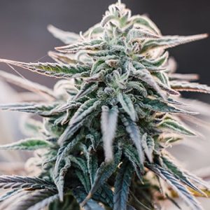 Albino Kush