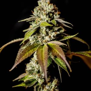 Apple Fritter