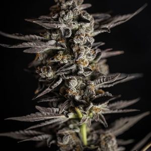 Banana Runtz Strain