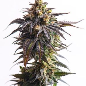 Berner’s Cookies Auto