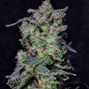 Black Cherry Punch