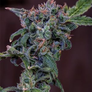 Blue God Strain