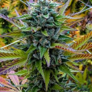 Blue Haze Auto