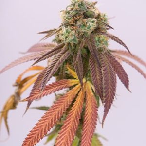 Blueberry Cheesecake