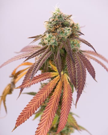 Blueberry Cheesecake