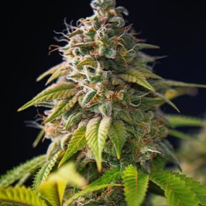Blueberry Skunk