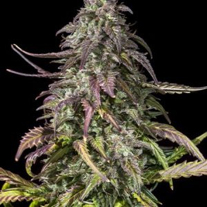 Bubba OG