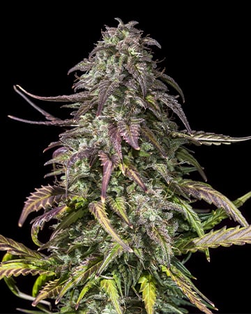 Bubba OG