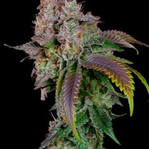Bubble Berry Seeds