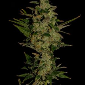 Bubblegum Kush