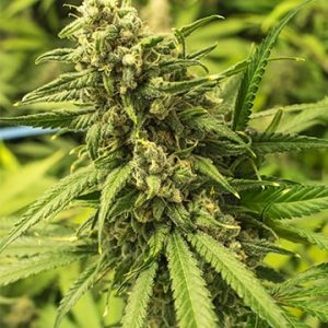 Cali Kush