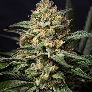 Candy Jack