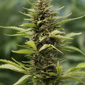 Canna-Tsu Kush