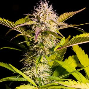 Chemdawg Sour Diesel