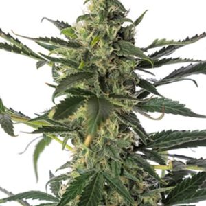 Cereal Milk Strain Auto