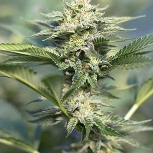 Cherry Diesel