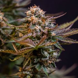 Chocolate Chunk