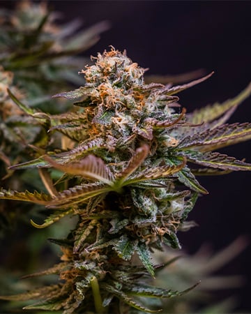Chocolate Chunk