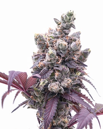 Corleone Kush Auto