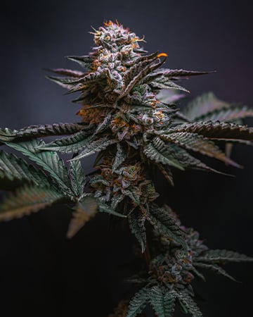 Dark Star