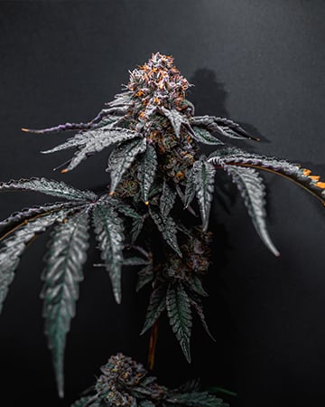 Darth Vader OG