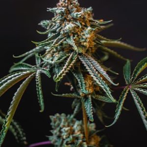 Deadhead OG