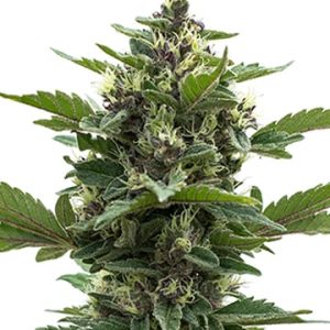 Dr. Who Auto