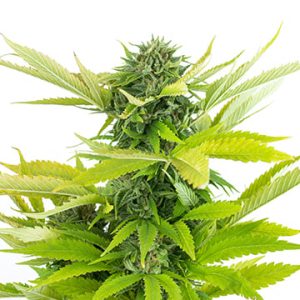 God’s Green Crack Auto