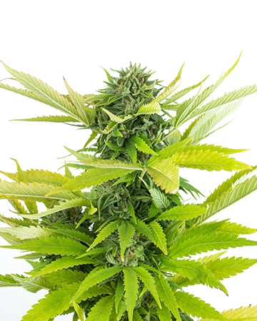 God’s Green Crack Auto
