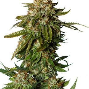 Gorilla Glue #4 Auto