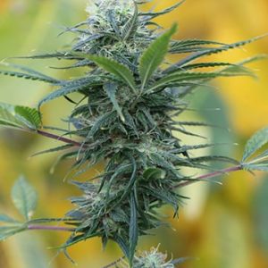 Gorilla Zkittlez Auto